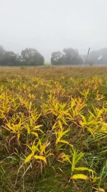 Portakallı sonbahar çiçeğiyle çimenlerde yürümek ve sabahları sisli sis. Çek manzarası