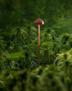 Panaeolus cinctulus, banded mottlegill mushroom growing in forest moss. Czech toadstool plant background clipart