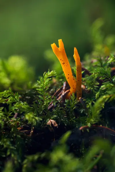 stock image Yellow staghorn, calocera viscosa mushroom growing in forest moss. Czech toadstool plant background