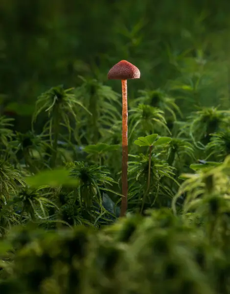 stock image Panaeolus cinctulus, banded mottlegill mushroom growing in forest moss. Czech toadstool plant background