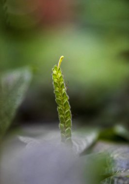 Detail of white nerve plant, fittonia albivenis flower. Macro photo background clipart