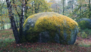 Sabah sisinde yosun ve sonbahar ağaçlarıyla kaplı büyük bir taş. Çek sakin manzara geçmişi