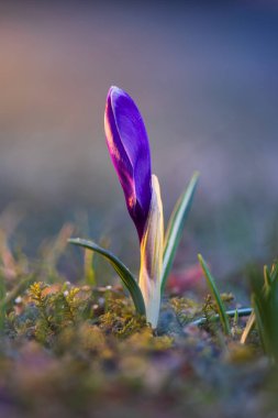 Dondurucu sabahta Violet Crocus Vernus çiçeği. Bitki, bahar arkaplanı