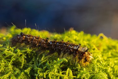 Çam ağacı güvesi, dendrolimus pini yosun tutmuş yaban hayatı tırtılı. Makro hayvan arkaplanı