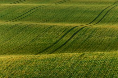Çimen dalgası, ekin bitkisi tarlaları. Yuvarlanan alan, tarım geçmişi, Çek Cumhuriyeti