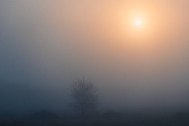 Güneş sisin içinden parlıyor, ağaç siluetiyle ters yüz oluyor. Sakin Çek sabah sahnesi