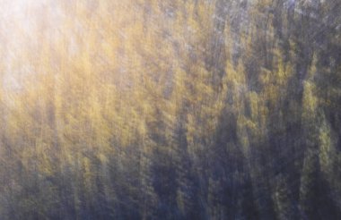 Bahar çiçeği çalısı. Kasıtlı kamera hareketi, soyut manzara arkaplanı