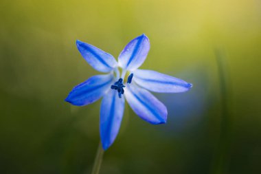 Sibirya squill 'i, scilla siberica mavi çiçek çayırda yetişiyor. İlkbahar, doğa arkaplanı