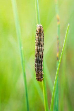 Yaygın sarı güve, ot sapında noctua pronuba caterpillar. Macro kelebek arka planı
