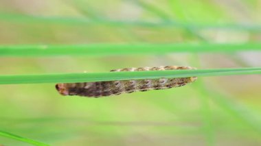 Yaygın sarı güve, ot sapında noctua pronuba caterpillar. Macro kelebek arka planı