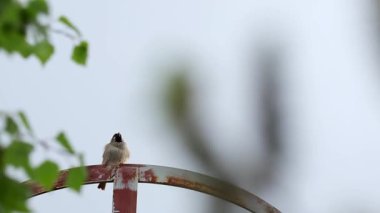 Avrasya ağaç serçesi, gelip geçen montanus metal inşaatında oturup şarkı söylüyor. Çek vahşi hayvan geçmişi