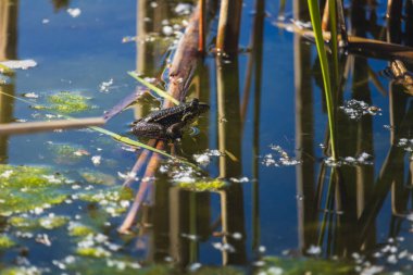 Kuru sapın üzerinde oturan kurbağa, bufo bufo kurbağa hayvanı. Hayvan arka planını kapat