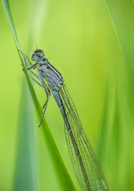 Nehalennia Specosa, çimen sapında oturan küçük hanım sineği. Makro hayvan arkaplanı