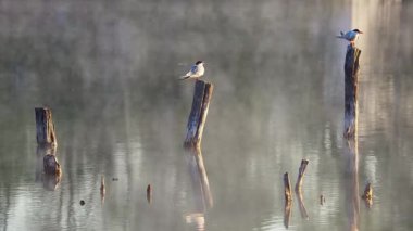 Arktik deniz feneri, sterna paradisaea kuşu direkte oturuyor ve şarkı söylüyor. Çek yaban hayatı