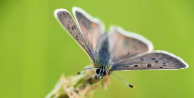 Sooty bakır, lycaena tityrus, çimen sapında oturan kelebek hayvan. Makro böcek arkaplanı