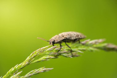 Çimen sapında oturan benekli kahverengi klik böceği, agrypnus murinus böceği. Makro hayvan arkaplanı