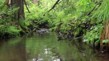 İlkbaharda yağmur altında küçük bir orman deresi. Yan çekimler, Çek doğası geçmişi