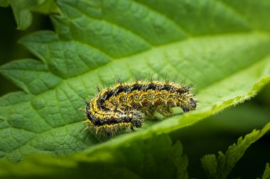 Küçük kaplumbağa kabuğu, aglais urticae kelebek tırtılı ve ısırgan otu yaprağı. Makro vahşi yaşam hayvan geçmişi