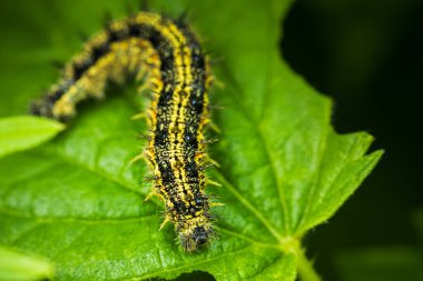 Küçük kaplumbağa kabuğu, aglais urticae kelebek tırtılı ve ısırgan otu yaprağı. Makro vahşi yaşam hayvan geçmişi