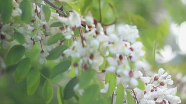 Kara çekirge, çiçek açmış robinia psödoacia ağacı. Beyaz yaprakların yavaş çekim odak noktası. Bahar, doğa arka planı