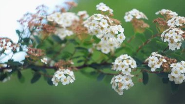 Çift beyaz mayıs, çiçek açmış spiraea kantoniensis çalısı. Bitki brunch 'ı, bahar, doğa...