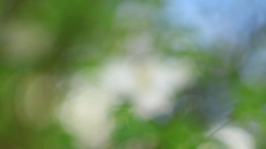 Köpek gülü, çalı çiçeği. Yavaş çekim, bahar, doğal arkaplan