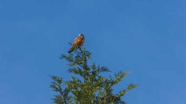 Yaygın kerkenez, Falco tinnunculus kuşu ağacın tepesinde mavi gökyüzüyle oturuyor. Çek yaban hayatı geçmişi