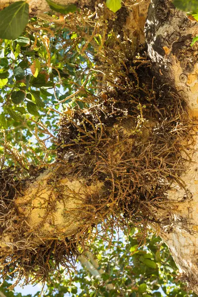 Ayia Napa 'da nadir bulunan bir çınar ağacı. Ağaç dalında meyve var.