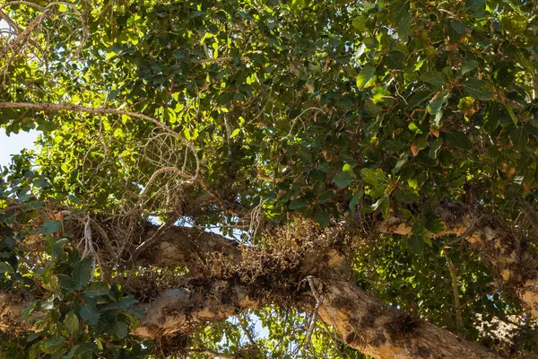 Ayia Napa 'da nadir bulunan bir çınar ağacı. Ağaç dalında meyve var.