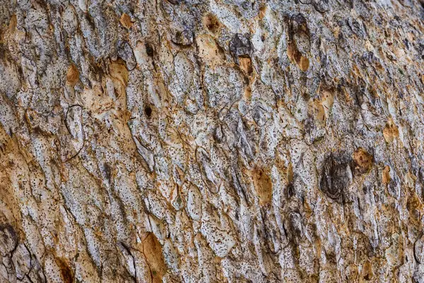 Ayia Napa 'daki nadir bulunan eski çınar ağacının kabuk dokusu