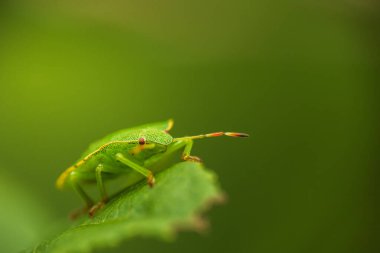 Yeşil kalkan böceği, yeşil yaban mersini yaprağında palomena viridissima. Makro böcek, hayvan geçmişi