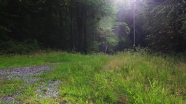 Sırt çantalı bir adam orman yolunda yürüyor. Boş zaman, rahatlama konsepti, yan kamera hareketi