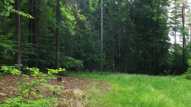 Orman yolunda koşan spor giysili bir adam. Sağlık yaşam tarzı konsepti, yan kamera hareketi