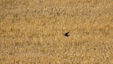 Kırlangıç, kirundo rustica kuşu tarım alanının üzerinde uçuyor. Vahşi yaşam hayvanı.