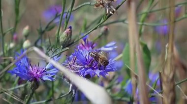 Arılar tarlada çiçek nektarı toplarlar. Hayvan, çiftlik hayatı yavaş çekim geçmişi