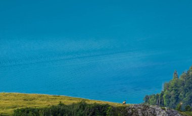 Alp güveci, rupicapra rupicapra, arka planda gölle birlikte dağın tepesinde duruyor. Avusturya vahşi yaşam hayvanı