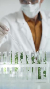 Laboratuvar önlüğü giyen bilim adamı, beyaz koruyucu eldivenler ve yüz maskesi laboratuarda analiz etmek için bitkiler içeren test tüplerine sıvı damlatıyor. Bilim ve tıp kavramları.