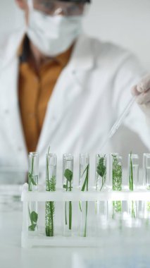 Laboratuvar önlüğü giyen bilim adamı, beyaz koruyucu eldivenler ve yüz maskesi laboratuarda analiz etmek için bitkiler içeren test tüplerine sıvı damlatıyor. Bilim ve tıp kavramları.