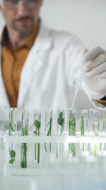 Laboratuvar önlüğü, beyaz eldiven ve koruyucu gözlük giyen bilim adamı, bir pipetten damlayan sıvıyı, içinde dikey yakın görüş olan yeşil bir bitki bulunan bir test tüpüne döküyor. Bilim ve tıp.