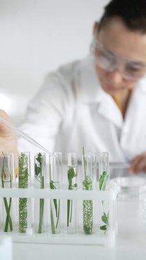 Laboratuvar önlüğü giyen kadın bilim adamı, pipetten damlayan sıvıyı içinde yeşil bir bitki bulunan test tüpüne damlatıyor, dikey yakın görüş. Bilim ve tıp kavramları.