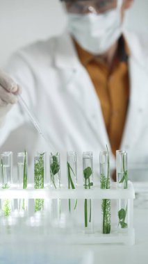 Laboratuvar önlüğü giyen bilim adamı, beyaz koruyucu eldivenler ve yüz maskesi laboratuarda analiz etmek için bitkiler içeren test tüplerine sıvı damlatıyor. Bilim ve tıp kavramları.
