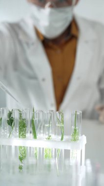Laboratuvar önlüğü giyen bilim adamı, beyaz koruyucu eldivenler ve yüz maskesi laboratuarda analiz etmek için bitkiler içeren test tüplerine sıvı damlatıyor. Bilim ve tıp.