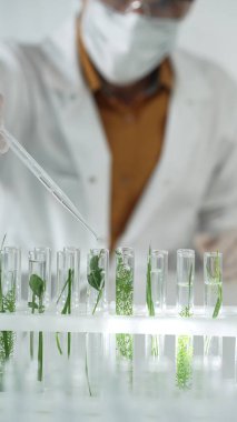 Laboratuvar önlüğü giyen bilim adamı, beyaz koruyucu eldivenler ve yüz maskesi laboratuarda analiz etmek için bitkiler içeren test tüplerine sıvı damlatıyor. Bilim ve tıp.