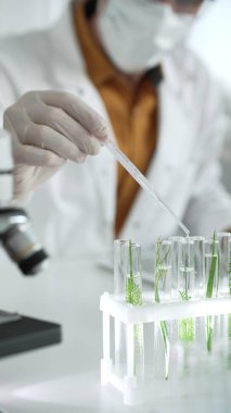 Laboratuvar önlüğü giyen bilim adamı, beyaz koruyucu eldivenler ve yüz maskesi laboratuarda analiz etmek için bitkiler içeren test tüplerine sıvı damlatıyor. Bilim ve tıp.
