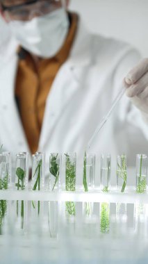Laboratuvar önlüğü giyen bilim adamı, beyaz koruyucu eldivenler ve yüz maskesi laboratuarda analiz etmek için bitkiler içeren test tüplerine sıvı damlatıyor. Bilim ve tıp kavramları.
