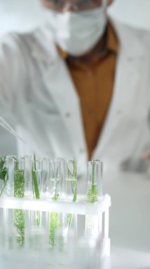 Laboratuvar önlüğü giyen bilim adamı, beyaz koruyucu eldivenler ve yüz maskesi laboratuarda analiz etmek için bitkiler içeren test tüplerine sıvı damlatıyor. Bilim ve tıp.