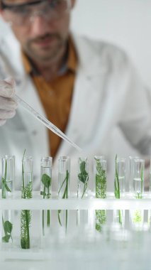 Laboratuvar önlüğü, beyaz eldiven ve koruyucu gözlük giyen bilim adamı, pipetten damlayan sıvıyı, içinde dikey portre olan yeşil bir bitki bulunan bir test tüpüne damlatıyor. Bilim ve tıp kavramları.