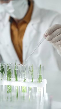 Laboratuvar önlüğü giyen bilim adamı, beyaz koruyucu eldivenler ve yüz maskesi laboratuarda analiz etmek için bitkiler içeren test tüplerine sıvı damlatıyor. Bilim ve tıp.