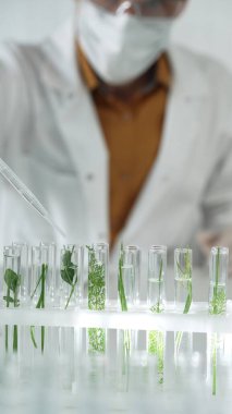 Laboratuvar önlüğü giyen bilim adamı, beyaz koruyucu eldivenler ve yüz maskesi laboratuarda analiz etmek için bitkiler içeren test tüplerine sıvı damlatıyor. Bilim ve tıp.