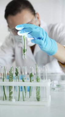 Mavi eldivenli, maske takan ve koruyucu gözlüklü kadın bilim adamı laboratuvar içinde bitkiler bulunan dikey portre manzaralı bir test tüpü tutuyor. Bilim ve tıp konsepti.